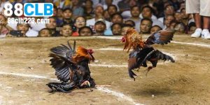 Xem Đá Gà Trực Tiếp Campuchia Tại 88CLB